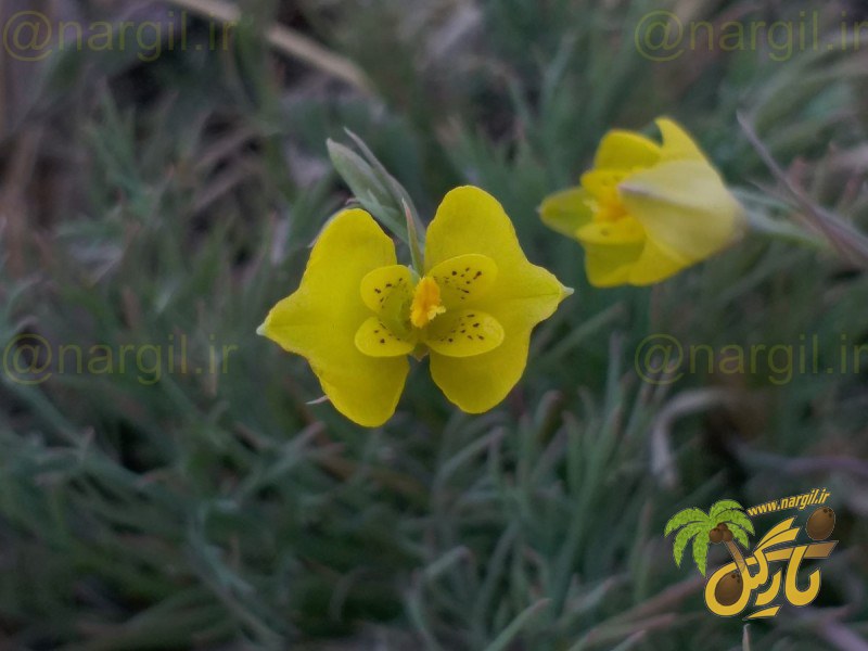 شقایق شاهتره ای